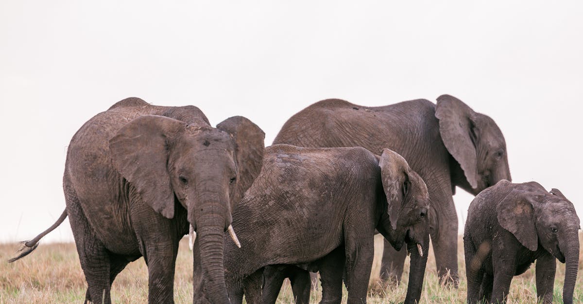 do-national-parks-have-endangered-species
